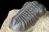 Reedops Trilobite - Atchana, Morocco #131337-4